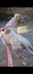 Kiara 