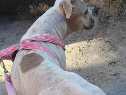 Cachorro raça Pit-Bull idade 3 anos nome Kiara 