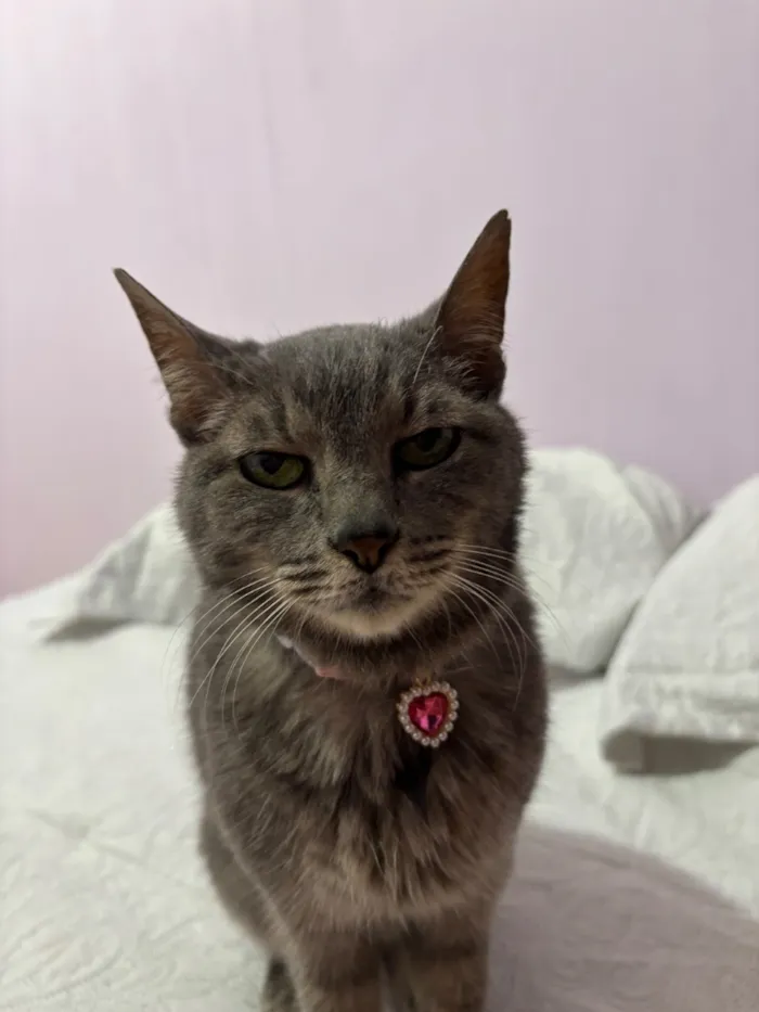 Gato raça SRD-ViraLata idade 2 anos nome Estela