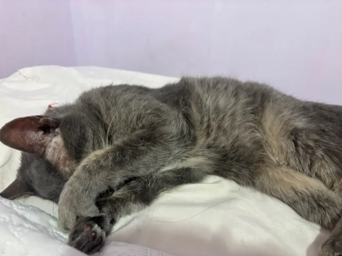 Gato raça SRD-ViraLata idade 2 anos nome Estela