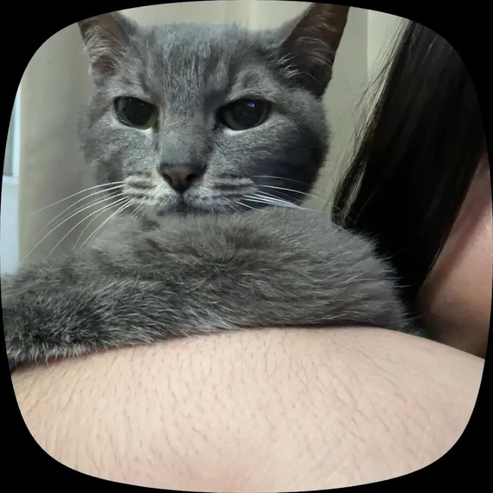 Gato raça SRD-ViraLata idade 2 anos nome Estela