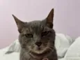 Estela