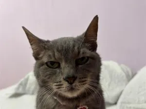 Gato raça SRD-ViraLata idade 2 anos nome Estela