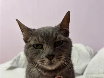 Gato raça SRD-ViraLata idade 2 anos nome Estela