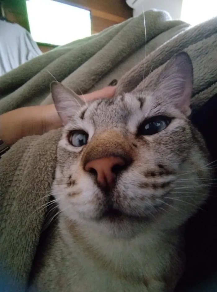 Gato raça SRD-ViraLata idade 4 anos nome Vesgolino