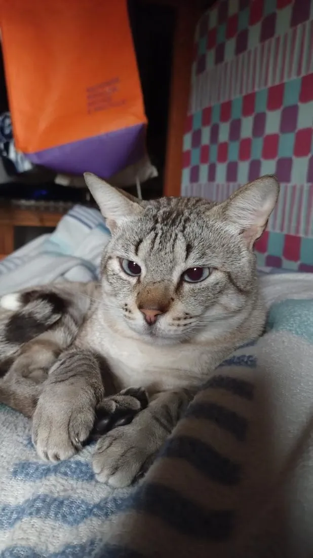 Gato raça SRD-ViraLata idade 4 anos nome Vesgolino