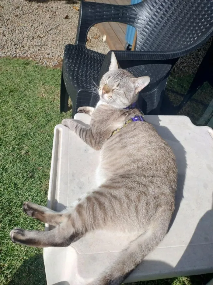 Gato raça SRD-ViraLata idade 4 anos nome Vesgolino