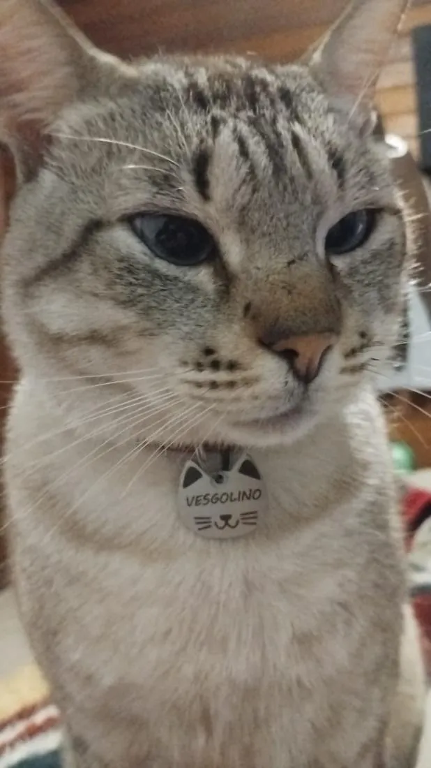 Gato raça SRD-ViraLata idade 4 anos nome Vesgolino