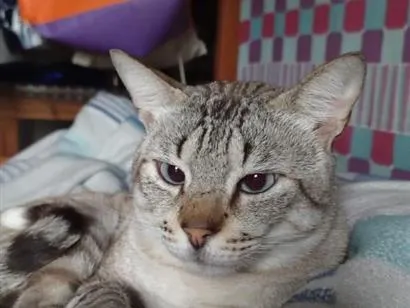 Gato raça SRD-ViraLata idade 4 anos nome Vesgolino