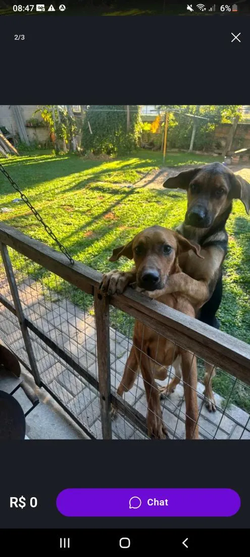 Cachorro raça Pastor Alemão idade 7 a 11 meses nome black 