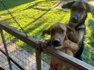 Cachorro raça Pastor Alemão idade 7 a 11 meses nome black 