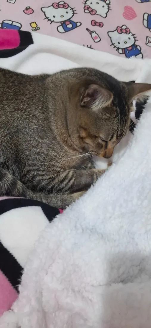Gato raça  idade 7 a 11 meses nome Filho