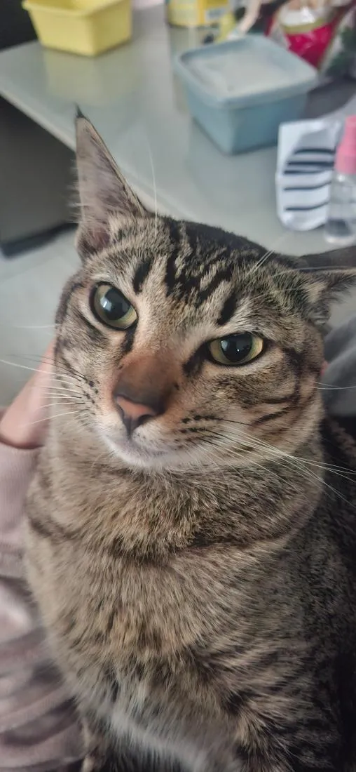 Gato raça  idade 7 a 11 meses nome Filho