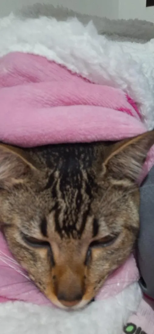 Gato raça  idade 7 a 11 meses nome Filho