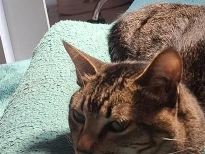 Gato raça  idade 7 a 11 meses nome Filho