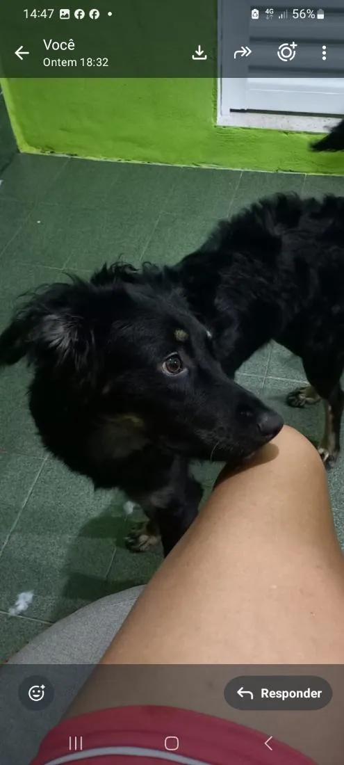 Cachorro raça SRD-ViraLata idade 1 ano nome Pipoca