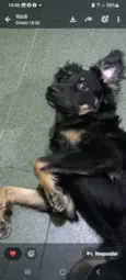 Pipoca