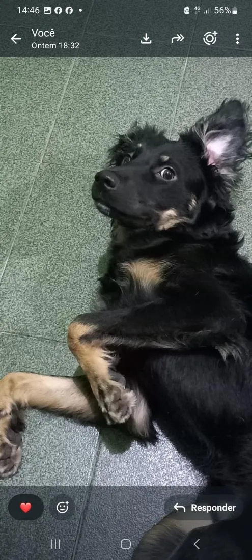 Cachorro raça SRD-ViraLata idade 1 ano nome Pipoca