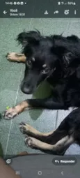 Pipoca
