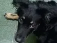 Pipoca