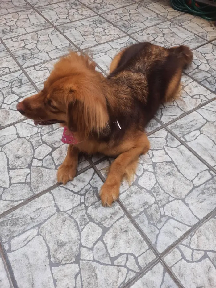 Cachorro raça SRD-ViraLata idade 4 anos nome Nuthella