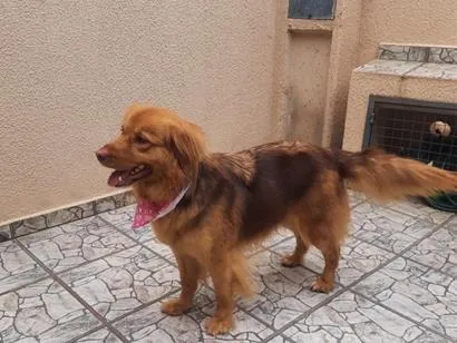 Cachorro raça SRD-ViraLata idade 4 anos nome Nuthella