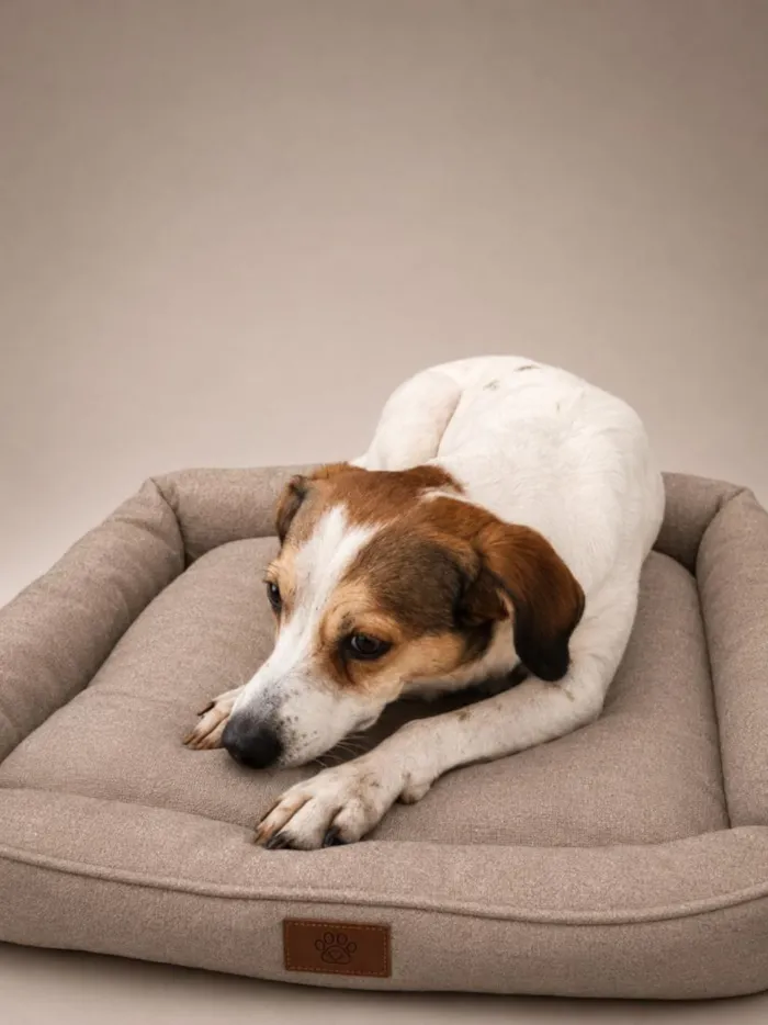 Cachorro raça SRD-ViraLata idade 1 ano nome SRDs 1