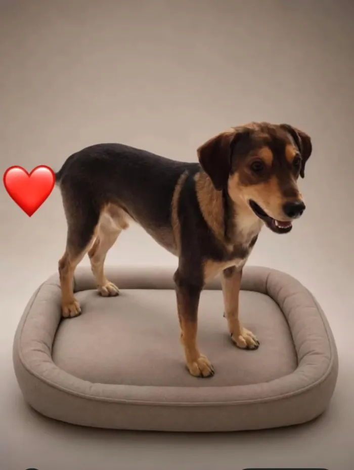 Cachorro raça SRD-ViraLata idade 1 ano nome SRDs 1