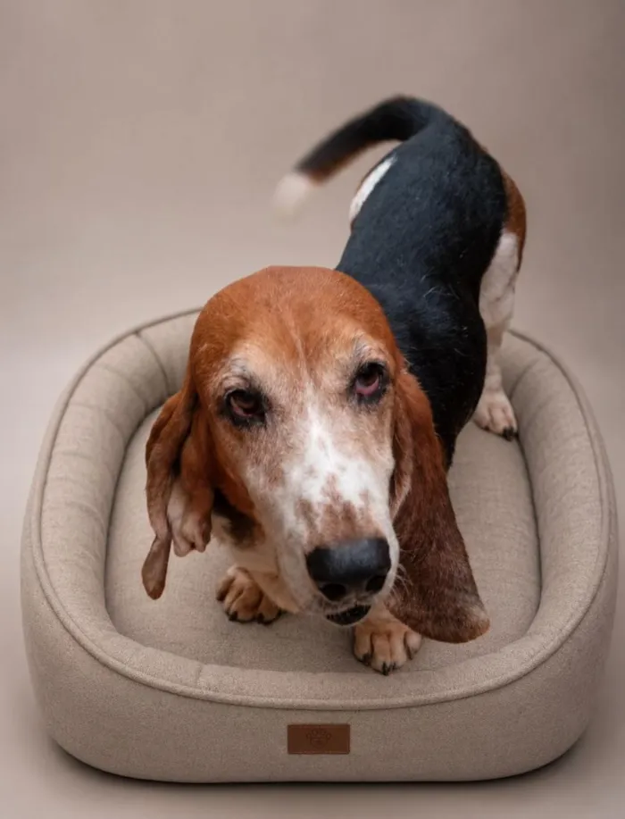 Cachorro raça SRD-ViraLata idade 1 ano nome SRDs 1