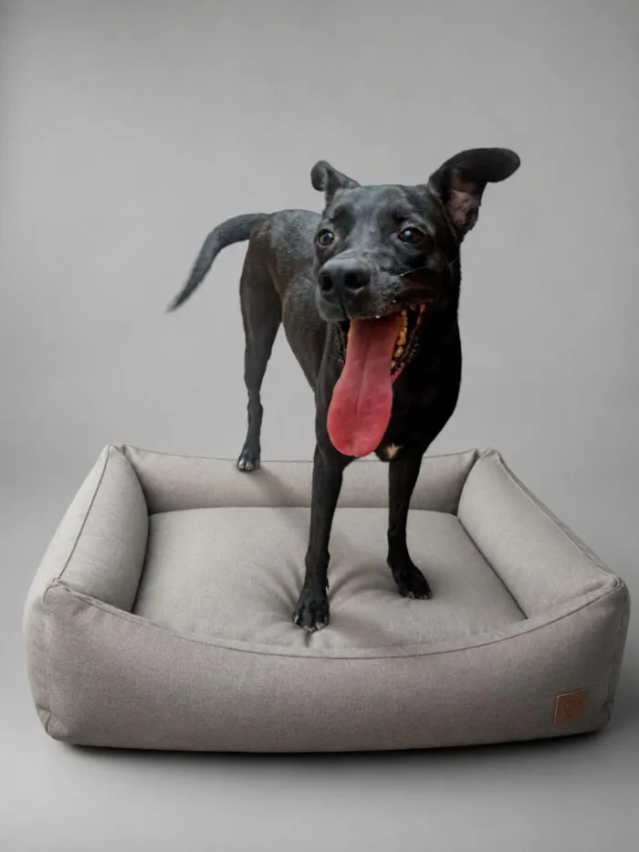 Cachorro raça SRD-ViraLata idade 1 ano nome SRDs 1