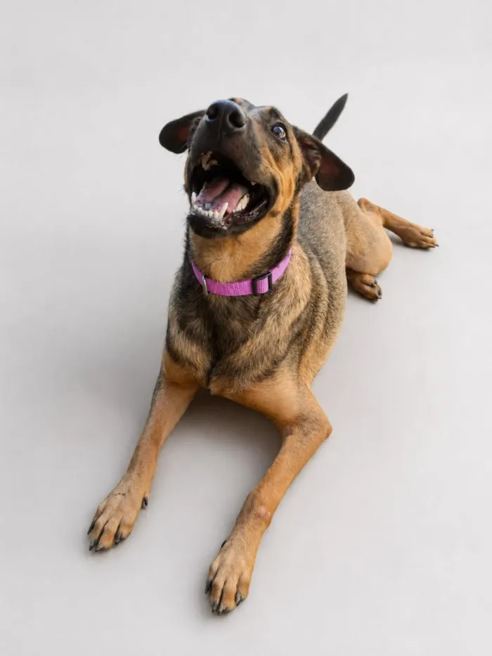 Cachorro raça SRD-ViraLata idade 1 ano nome SRDs 1