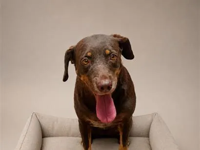 Cachorro raça SRD-ViraLata idade 1 ano nome SRDs 1