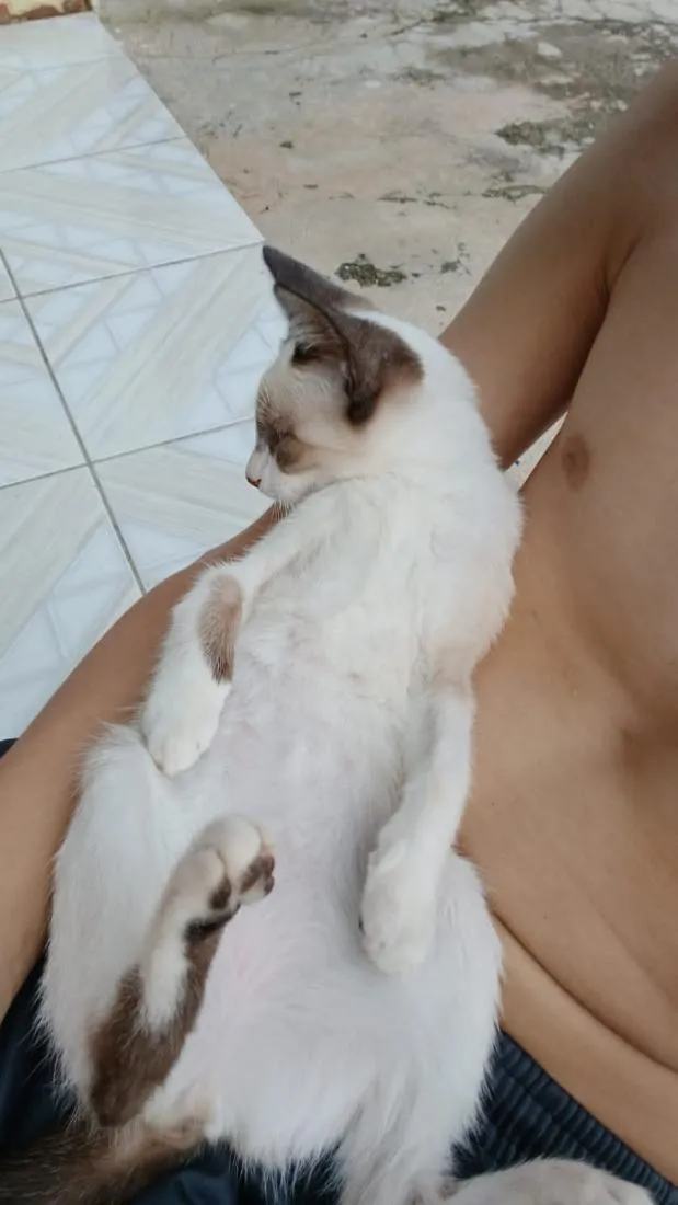 Gato raça Siamês idade 7 a 11 meses nome princesa