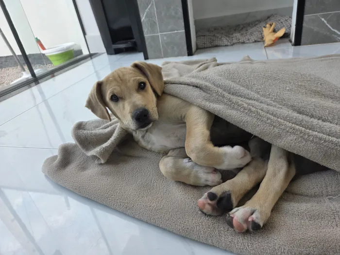 Cachorro raça SRD-ViraLata idade 2 a 6 meses nome caramelinho