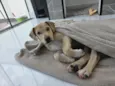 caramelinho