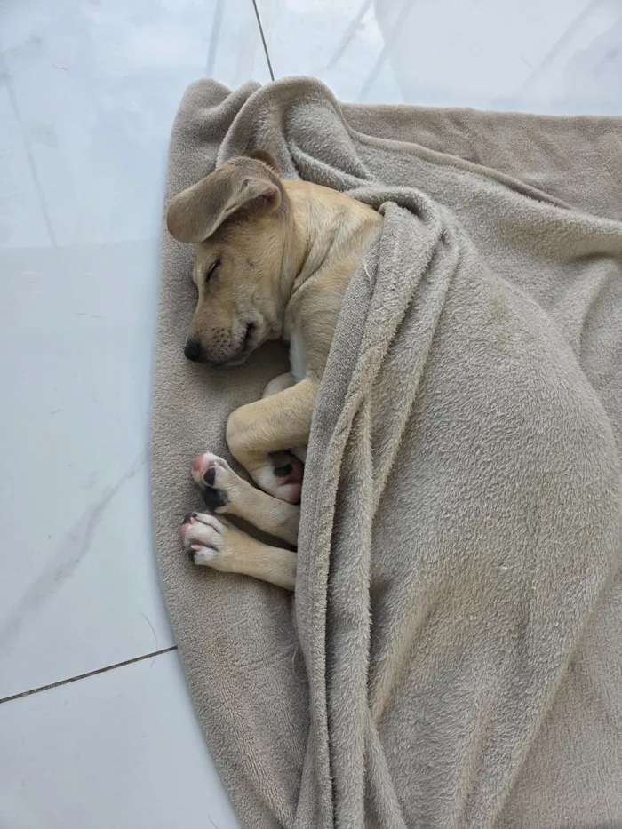 Cachorro raça SRD-ViraLata idade 2 a 6 meses nome caramelinho