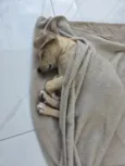 caramelinho