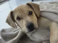 caramelinho