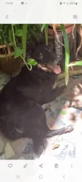 Pipoca