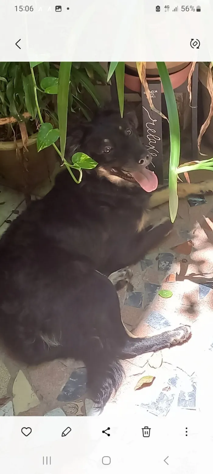 Cachorro raça SRD-ViraLata idade 1 ano nome Pipoca