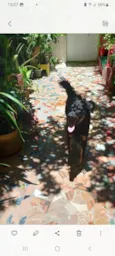 Pipoca