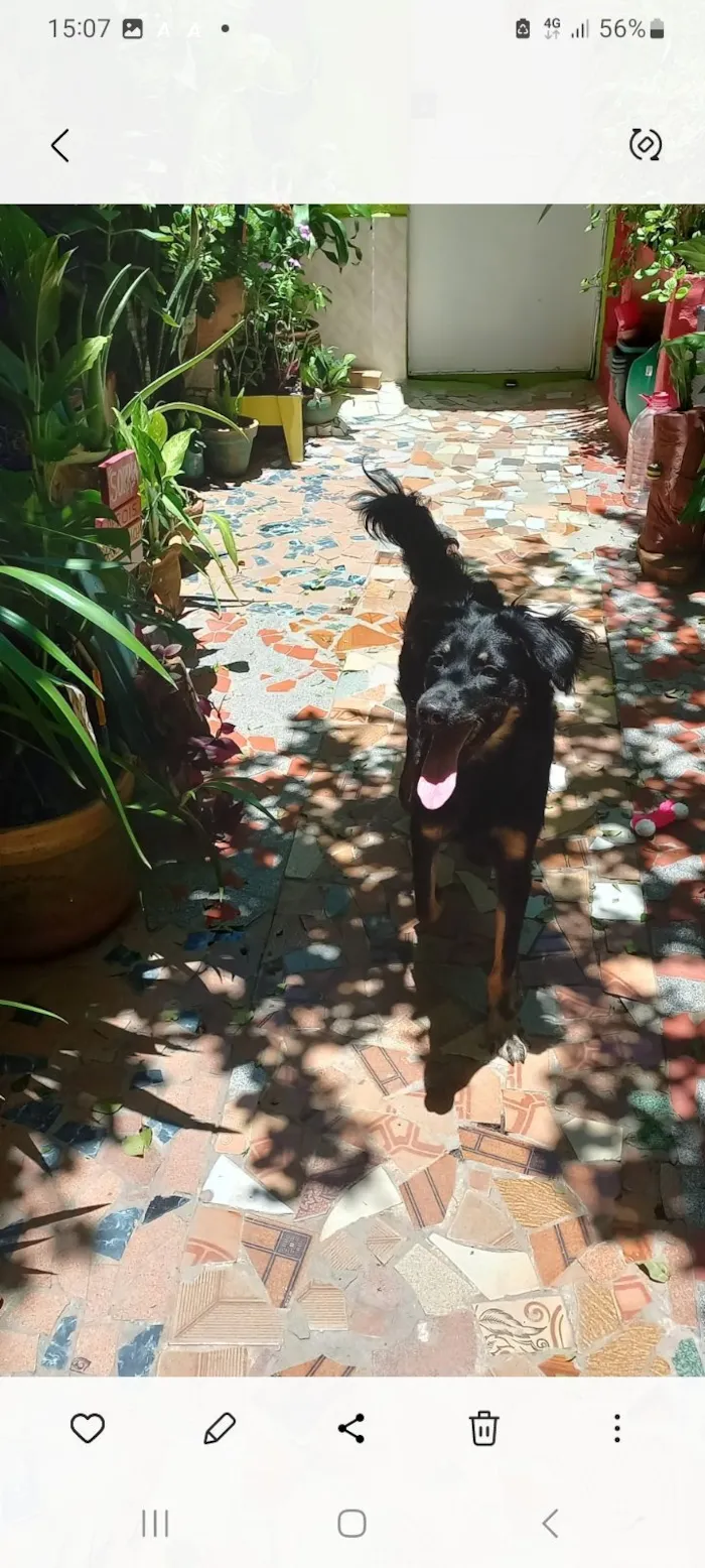 Cachorro raça SRD-ViraLata idade 1 ano nome Pipoca
