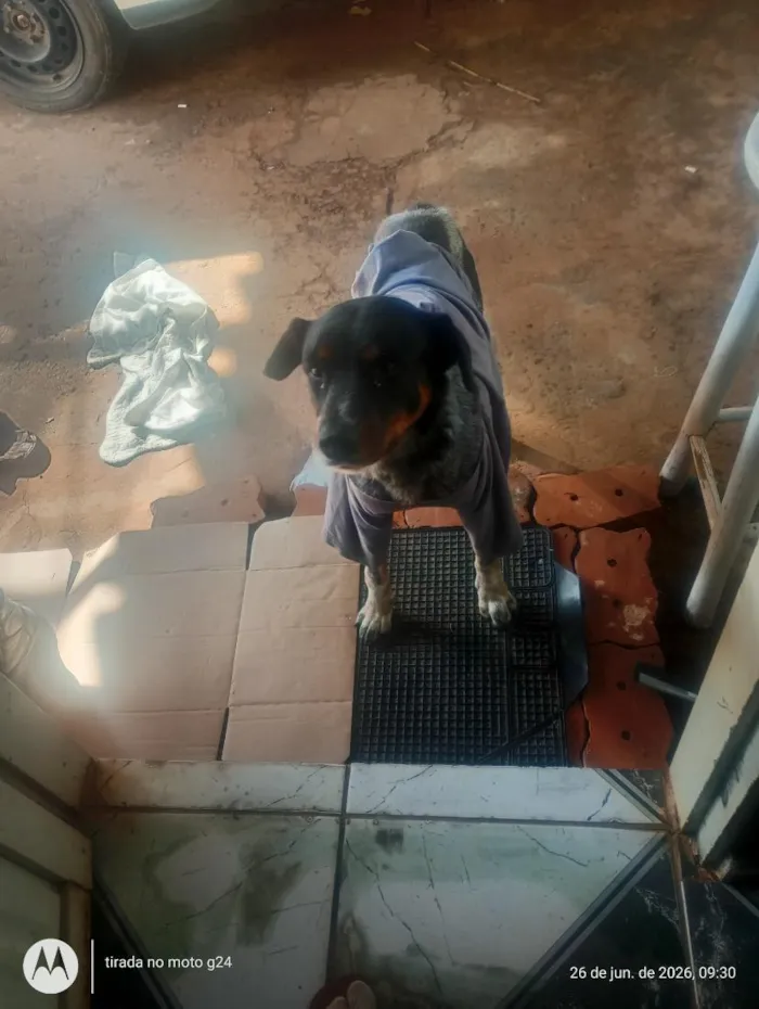 Cachorro raça SRD-ViraLata idade 3 anos nome paçoca 
