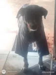 paçoca 