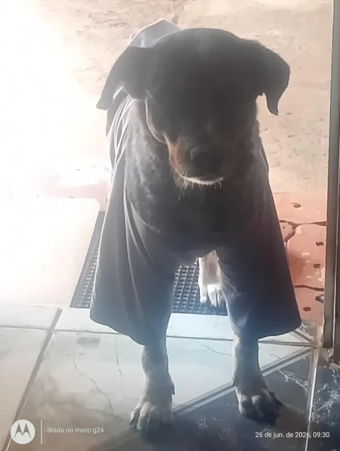 Cachorro raça SRD-ViraLata idade 3 anos nome paçoca 