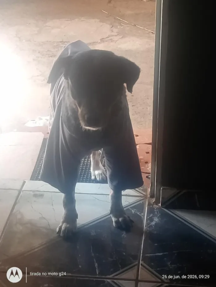 Cachorro raça SRD-ViraLata idade 3 anos nome paçoca 