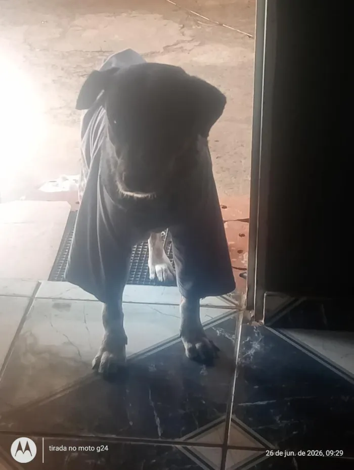 Cachorro raça SRD-ViraLata idade 3 anos nome paçoca 