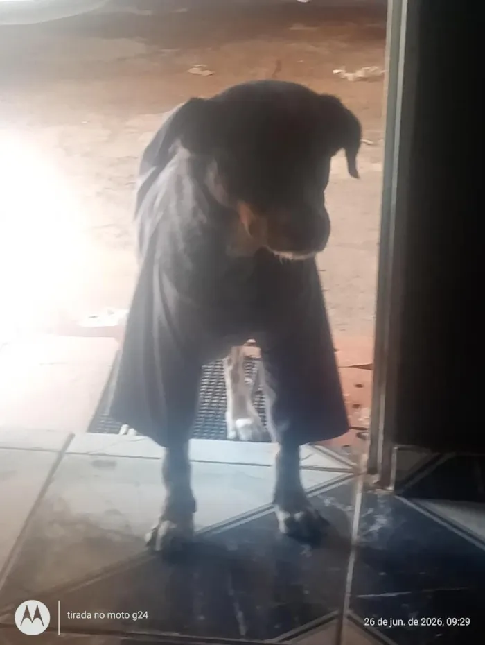 Cachorro raça SRD-ViraLata idade 3 anos nome paçoca 