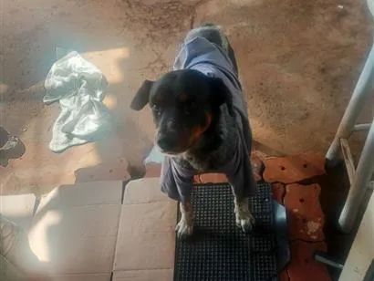 Cachorro raça SRD-ViraLata idade 3 anos nome paçoca 