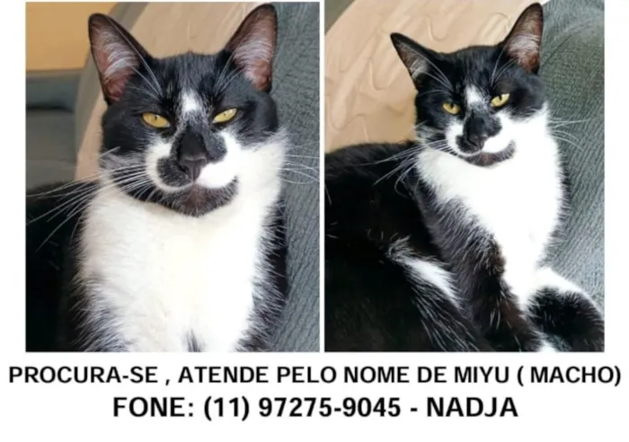 Gato raça SRD-ViraLata idade 1 ano nome Miyu